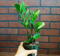 Low Maintenance Plant