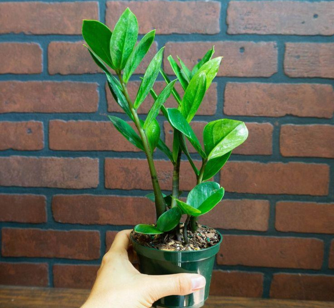Low Maintenance Plant